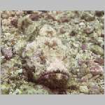 devil-scorpionfish-P1010127.html