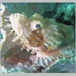 scorpionfish-P1010123.html