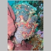 anglerfish-P1010308.html