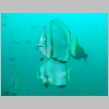 batfish-P1010207.html