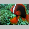 clown-P1010334.html