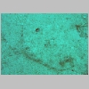 flounder-P1010218.html