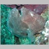 frogfish-P1010312.html