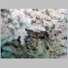 mantis-P1010203.html