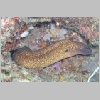 moray-P1010216.html
