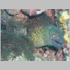 moray-P1010281.html