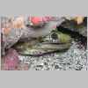 moray-P1010296.html