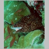 moray-P1010331.html