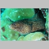 moray-P1010332.html