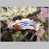 nudi-P1010228.html