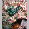 nudi-P1010238.html