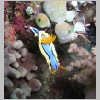 nudi-P1010248.html