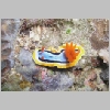 nudi-P1010261.html