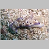 nudi-P1010284.html