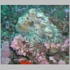 octopus-P1010233.html