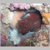 octopus-P1010289.html