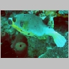 puffer-P1010226.html