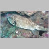 puffer-P1010336.html