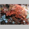 scorpion-P1010264.html