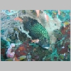 sweetlips-P1010276.html