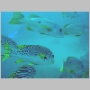 sweetlips-P1010306.html