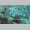 turtle-P1010318.html
