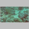 turtle-P1010319.html