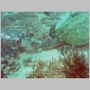 turtle-P1010323.html