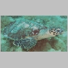 turtle-P1010326.html