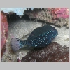 boxfish-P1010145.html