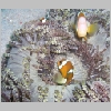 clownfish-P1010082.html
