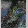 eel-P1010032.html