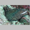 eel-P1010036.html