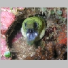 eel-P1010045.html