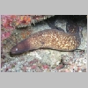eel-P1010118.html