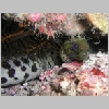 eel-P1010120.html
