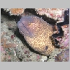 eel-P1010147.html