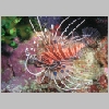 lionfish-P1010043.html