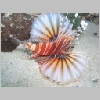 lionfish-P1010099.html