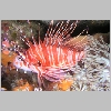 lionfish-P1010127.html