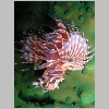 lionfish-P1010144.html