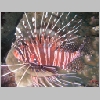 lionfish-P1010150.html