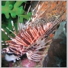 lionfish-P1010152.html