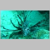 lionfish-P1010165.html