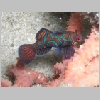 mandarin-P1010177.html