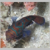 mandarin-P1010181.html