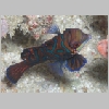 mandarin-P1010182.html