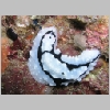 nudi-P1010061.html
