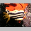 nudi-P1010122.html