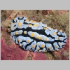 nudi-P1010138.html